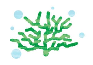 珊瑚（さんご）　緑色　イラスト　無料