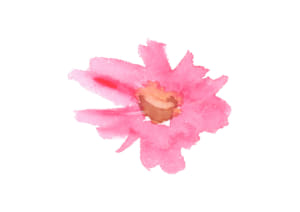 水彩　コスモス　花　ピンク色　1つ　イラスト　無料