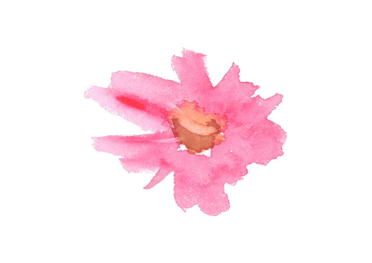 可愛いイラスト無料｜水彩　コスモス　花　ピンク色　1つ