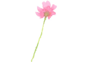 水彩　コスモス　花　ピンク色　上向き　イラスト　無料