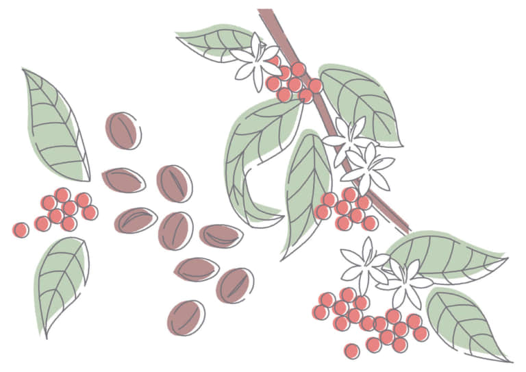 手書きイラスト無料 コーヒー豆 花 植物 公式 イラスト素材サイト イラストダウンロード