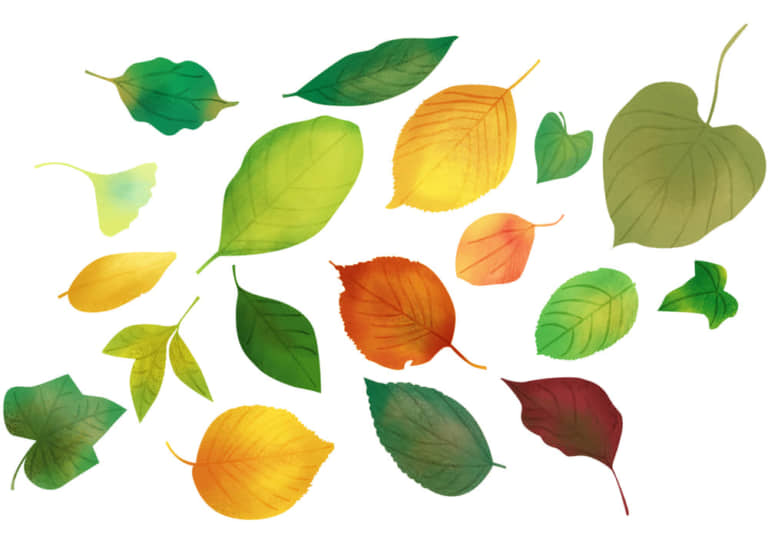 手書きイラスト無料 手書き 様々な葉っぱ 秋 夏 公式 イラスト素材サイト イラストダウンロード