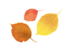 手書き　様々な葉っぱ　秋　赤色　イラスト　無料