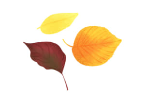 手書き　様々な葉っぱ　秋　赤色2　イラスト　無料