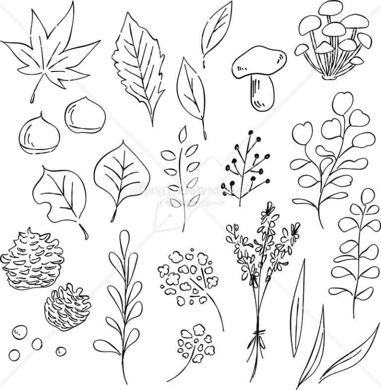 木の実 公式 イラスト素材サイト イラストダウンロード イラストダウンロード