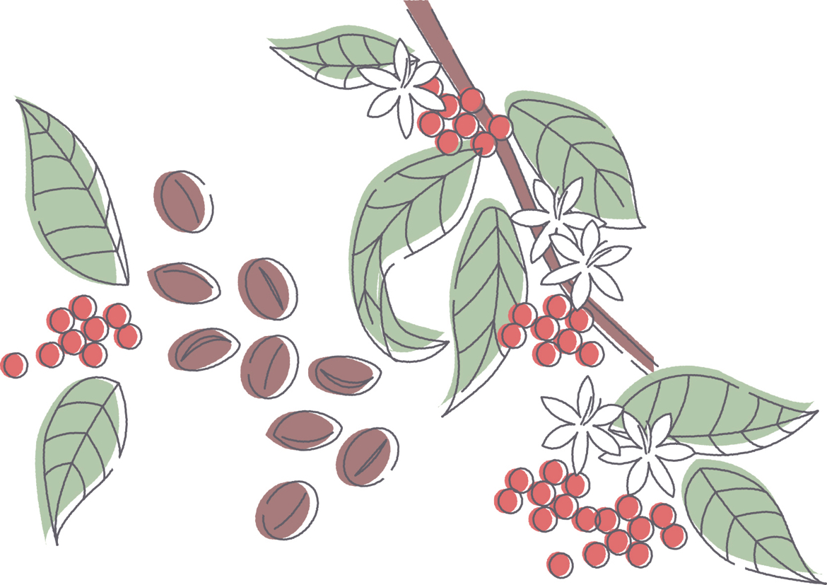 手書きイラスト無料 コーヒー豆 花 植物 公式 イラストダウンロード