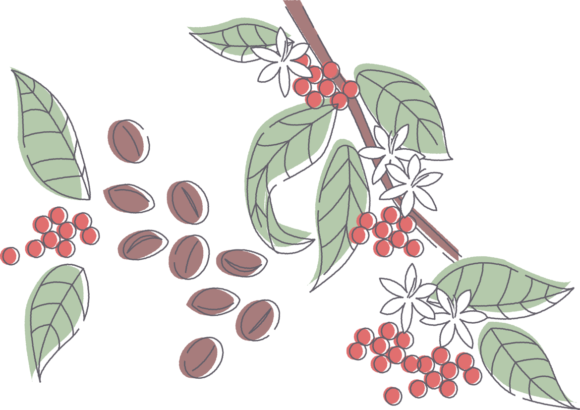 手書きイラスト無料 コーヒー豆 花 植物 公式 イラストダウンロード