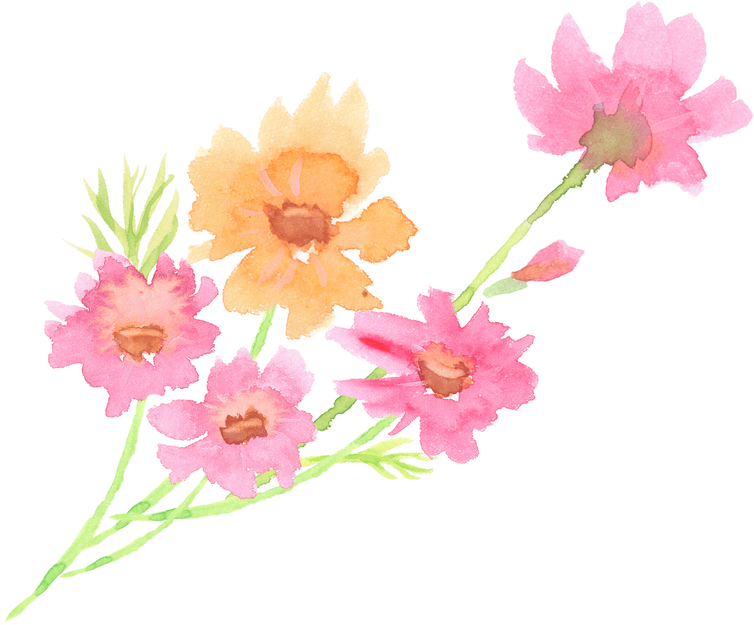 可愛いイラスト無料 水彩 コスモス 花 束 公式 イラスト素材サイト イラストダウンロード